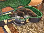 Cat in a Case